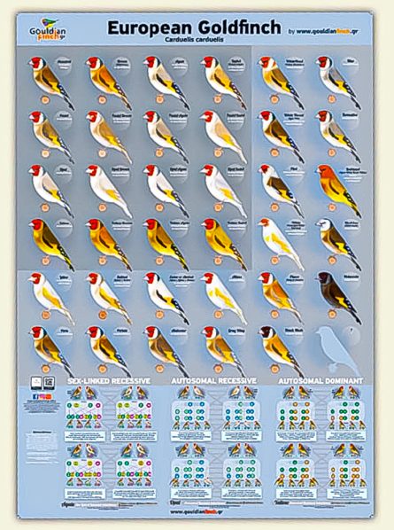 Goldfinch Mutations Poster.